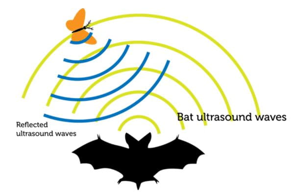 امواج التراسونیک خفاش